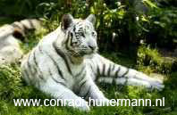 Een witte tijger.
