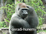 Een gorilla die op zijn kop krabt.