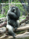 Een gorilla die op een boomstronk zit.
