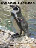 Een pinguïn die aan de rand van water zit.