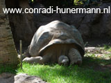 Een reuzeschildpad op het gras in de zon.