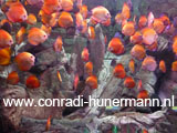 Oranje vissen in een aquarium.