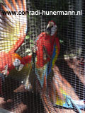 Twee rode papagaaien in een hok.