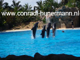 Vier dolfijnen die zich snel op hun staart voortbewegen.