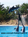 Een man die op twee dolfijnen staat en een derde dolfijn springt over hem heen.