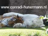 Een gewone en een witte tijger samen aan het rusten.